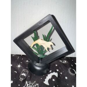 Muskrat‎ jaw floating frame taxidermy oddities art